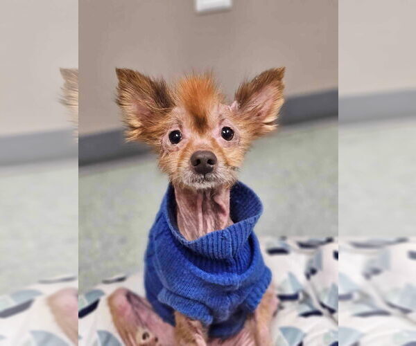 Medium Photo #7 Pom-A-Poo Puppy For Sale in Lebanon, PA, USA