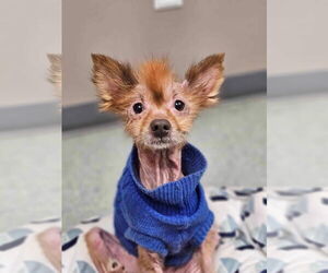 Miwak - Male Pom-A-Poo Dog for Adoption - Photo #7