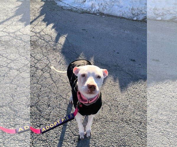 Medium Photo #6 Mutt Puppy For Sale in Catasauqua, PA, USA