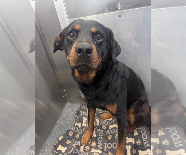 Medium Photo #1 Rottweiler Puppy For Sale in Hillsboro, NH, USA