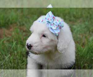 Old English Sheepdog Puppy for sale in FAIR GROVE, MO, USA