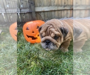 Bulldog Puppy for sale in BERTHOUD, CO, USA