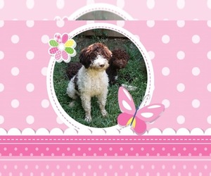 Mother of the Lagotto Romagnolo puppies born on 01/10/2023