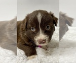 Small Photo #21 Australian Shepherd Puppy For Sale in NEOSHO, MO, USA