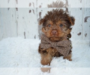 Australian Yorkshire Terrier Puppy for sale in HONEY BROOK, PA, USA