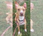 Small American Staffordshire Terrier