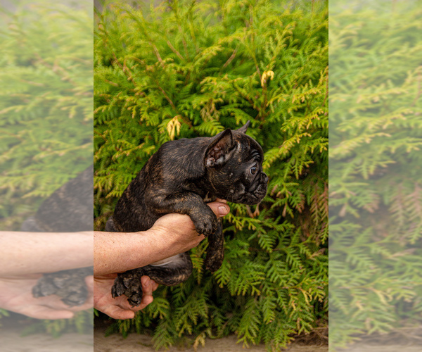 Medium Photo #4 French Bulldog Puppy For Sale in DES PLAINES, IL, USA