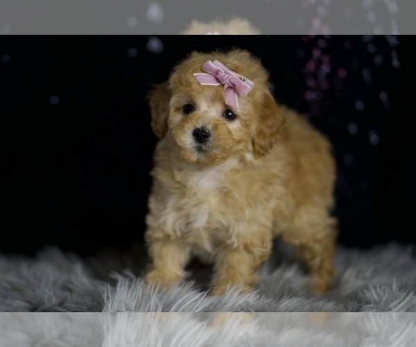 Medium Photo #6 Poodle (Miniature) Puppy For Sale in WARSAW, IN, USA