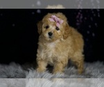 Small #5 Poodle (Miniature)