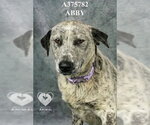 Small #1 Mutt