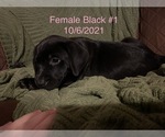 Small Photo #1 Labrador Retriever Puppy For Sale in SLIDELL, LA, USA