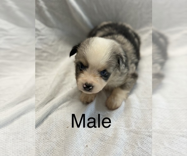 Medium Photo #9 Miniature Australian Shepherd Puppy For Sale in HOULKA, MS, USA