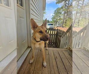 Mutt Dogs for adoption in Raleigh, NC, USA
