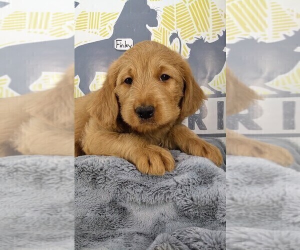 Medium Photo #1 Labradoodle Puppy For Sale in NASHVILLE, NC, USA