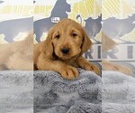 Small Photo #1 Labradoodle Puppy For Sale in NASHVILLE, NC, USA