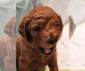 Goldendoodle Puppy for sale in WEST JORDAN, UT, USA