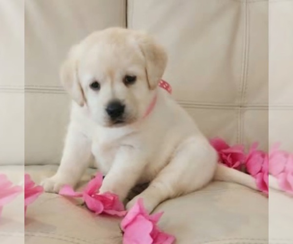 Medium Photo #1 Labrador Retriever Puppy For Sale in ATMORE, AL, USA