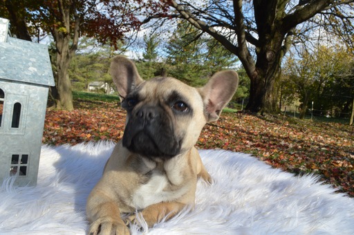 Medium Photo #6 French Bulldog Puppy For Sale in HONEY BROOK, PA, USA