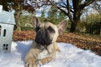 Small Photo #6 French Bulldog Puppy For Sale in HONEY BROOK, PA, USA