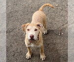 Small Photo #3 Staffordshire Bull Terrier-Unknown Mix Puppy For Sale in Princeton, MN, USA
