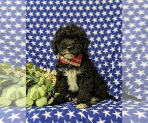 Miniature Bernedoodle Puppy for sale in GLEN ROCK, PA, USA