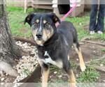 Small German Shepherd Dog Mix
