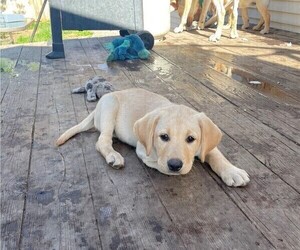 Labrador Retriever Puppy for sale in BELGRADE, MT, USA