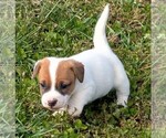 Puppy Puppy 1 Jack Russell Terrier