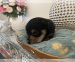 Small Photo #2 YorkiePoo Puppy For Sale in ORLANDO, FL, USA