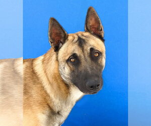 German Shepherd Dog Dogs for adoption in Pasadena, CA, USA