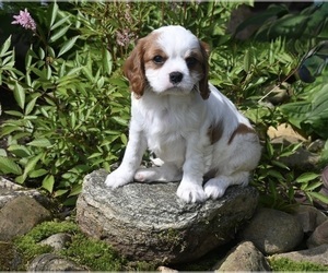 Cavalier King Charles Spaniel Puppy for sale in MILLERSBURG, OH, USA