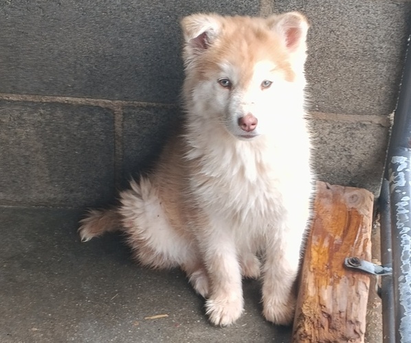 Medium Photo #1 Siberian Husky Puppy For Sale in GAFFNEY, SC, USA