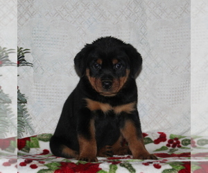 Rottweiler Puppy for sale in RISING SUN, MD, USA