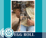Small #1 Feist Terrier Mix