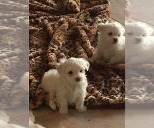 Maltese Puppy for sale in FORT MYERS, FL, USA