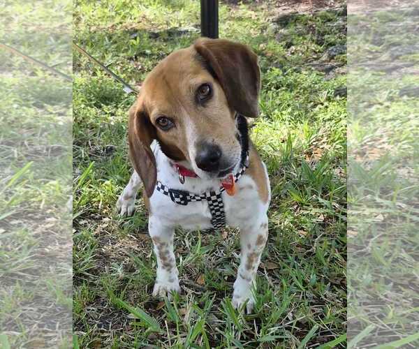Medium Photo #2 Beagle Puppy For Sale in Dunnellon, FL, USA