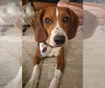 Small #7 Beagle