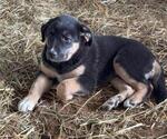 Small #4 German Shorthaired Lab