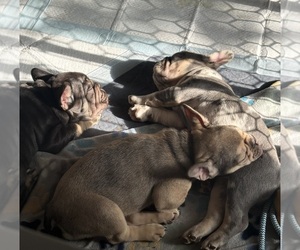 French Bulldog Litter for sale in LOCKPORT, NY, USA