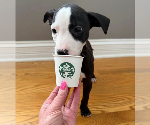 Medium Photo #10 Mutt Puppy For Sale in Plainfield, IL, USA