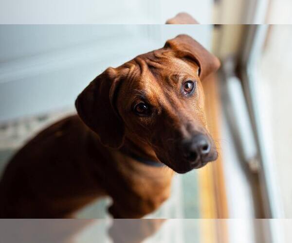 Medium Photo #5 Rhodesian Ridgeback Puppy For Sale in ONEIDA, TN, USA