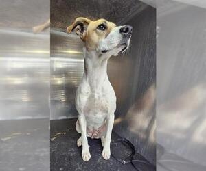 American Staffordshire Terrier-Unknown Mix Dogs for adoption in San Antonio, TX, USA