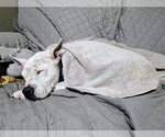Small #1 Mutt