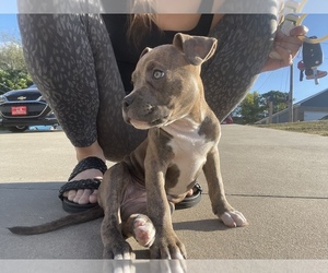 American Bully Puppy for sale in RUSSELLVILLE, AR, USA