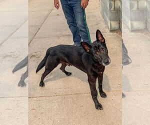 German Shepherd Dog Dogs for adoption in Millburn, NJ, USA