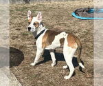 Small #1 Labrador Retriever Mix