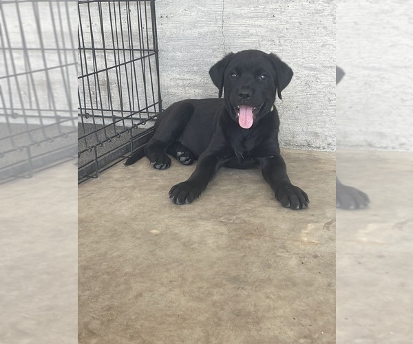 Medium Photo #5 Golden Retriever-Rottweiler Mix Puppy For Sale in MARION, KS, USA