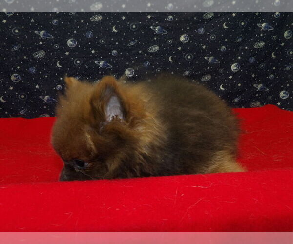 Medium Photo #3 Pomeranian Puppy For Sale in PATERSON, NJ, USA