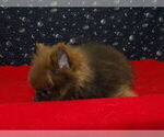 Small #2 Pomeranian