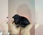 Small #1 Poodle (Standard)